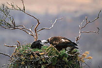Golden eagle nest with adult and chick {Aquila chrysaetos} Far East Russia, Primorsky.