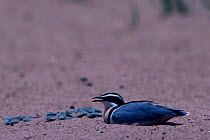 Egyptian rail / plover on nest in hot midday sun {Pluvianus aegyptius} Garamba NP DR Congo