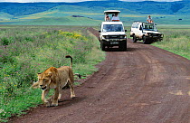 Tourists watching wildlife - lioness on track, Ngorongoro National Park, Tanzania
