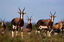 Bontebok herd {Damaliscus dorcas} South Africa