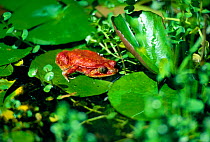 Tomato frog {Dyscophus antongilii} Buschhaus, Madagasca