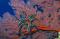 Featherstar {Crinoidea} on Seafan coral. Sulawesi Indonesi