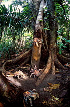 Coconut crabs on tree trunk {Birgus latro} Christmas Island