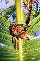 Coconut crab on palm leaf {Birgus latro} Aldabra, Seychelles