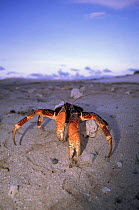 Coconut crab on beach {Birgus latro} Grande Terre Island, Aldabra Atoll, Seychelles
