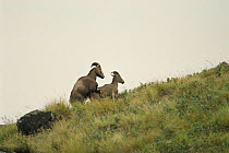 Nilgiri tahr {Hemitragus hylocrius} pair mating Eravikulam NP Kerala India