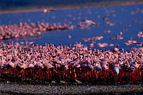 Lesser flamingos {Phoeniconaias minor} Lake Bogoria Kenya