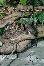 Spotted flycatcher male at nest {Muscicapa Striata} England, UK