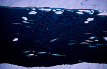 White (Beluga) whale pod {Delphinapterus leucas} migrating through sea ice Arctic