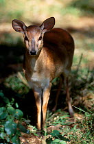 Suni antelope {Neotragus moschatus} De Wildt GR South Africa