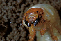 Common cockchafer beetle larva {Melontha melontha} England, UK.