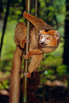Male crowned lemur {Eulemur coronatus} Ankarana Reserve Northern Madagascar