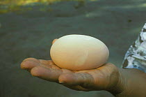 Maleo fowl egg in hand to show size {Macrocephalon maleo} Sulawesi, Indonesia