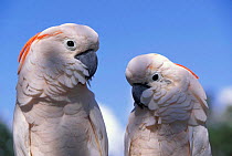 Salmon crested cockatoos {Cacatua moluccensis} captive
