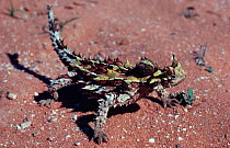 Thorny devil {Moloch horridus} kalbarri NP, W Australia