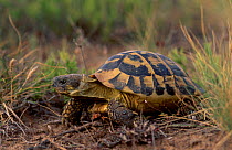 Hermanns tortoise male Spain {Testudo herrmanni}