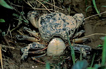 Freshwater crab pair mating {Potamon fluviatile} Italy