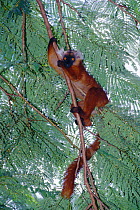 Black lemur female in tree {Lemur macaco} Nosy Komba, Madagascar