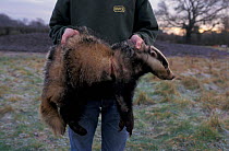 Dead Badger caught in snare {Meles meles} UK. 1999.