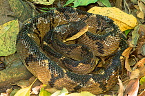 Bushmaster snake coiled {Lachesis muta} Costa Rica Central America