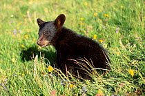 Black bear {Ursus americanus} Montana USA