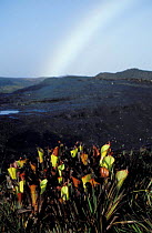 Marsh pitcher plant {Heliamphora nutans} growing on summit of Mt Roraima Guyana
