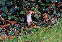 Weasel amongst Ivy {Mustela nivalis} Wiltshire UK