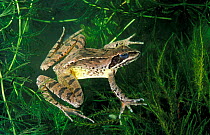 Agile frog {Rana dalmatina} Italy