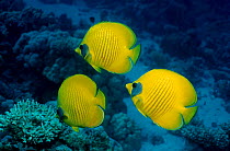 Golden butterflyfish {Chaetodon semilarvatus} Red Sea Eygpt