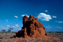 Termite mound {Macrotermes sp} Tsavo East NP Kenya