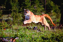 Puma / Mountain lion / Cougar running {Felis concolor} captive Montana, USA
