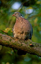 Wood pigeon perched {Columba palumbus} England UK