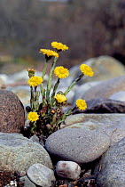 Coltsfoot flowering on shingle {Tussilago farfara} Scotland UK