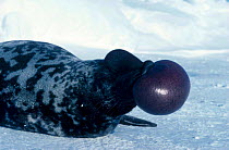 Hooded seal {Cystophora cristata} Male nasal display. Gulf of St. Lawrence Canada