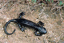 Salamander {Salamandra lanzai} Italy