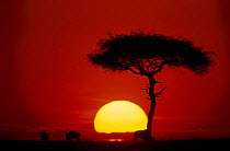 Sunrise in the Masai Mara Kenya Wildebeest graze under Ballanites tree
