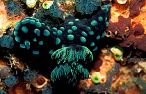 Dorid nudibranch {Nembrotha sp} South Pacific, Philippines.