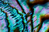 Abalone close up of colours inside shell, called Mother of Pearl, Haliotidae family.