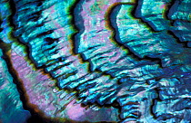 Abalone (Mother of Pearl), Haliotidae family. Close up of shell.
