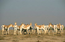 Khur herd {Equus hermionus khur}, Little Rann of Kutch, Gujarat, Western India.