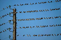 Sand martins {Riparia riparia} gathering on telephone wires for migration France