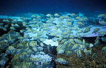 School of Convict surgeonfish / Tangs {Acanthurus triostegus} Maldives