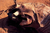 Carcass of poached African elephant {Loxodonta africana} Tsavo NP Kenya