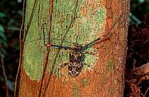 Adult male Harlequin beetle {Acrocinus longimanus} Burro Burro River Guyana