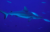 Grey reef sharks {Carcharhinus amblyrhynchos} Yap Micronesia