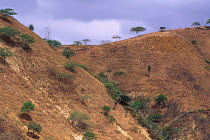 Deforested landscape Chongon-Colonche Cordillera. Ecuador Only one per cent of