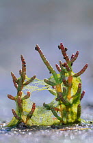 Marsh samphire {Salicornia europaea} Scotland UK