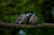Pair of Wood pigeons {Columba palumbus} England UK