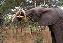 African elephant stripping bark with trunk {Loxodonta africana} Zimbabwe