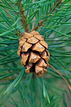 Scots pine tree cone {Pinus sylvestris} cones. Scotland.